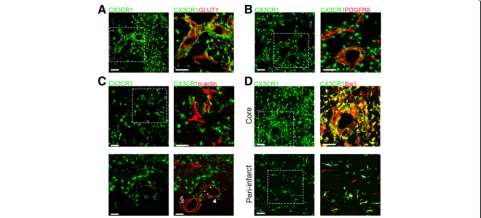 Fig. 4 CX3CR1smooth muscle cells (50GFP/+ Mo/MΦ do not express vascular markers. CX3CR1GFP/+ cells do not express endothelial (GLUT1) (a), pericyte (PDGFRβ) (b), orα-actin) (c) markers 14 days after MCAo but are positive for the microglia/macrophage marker