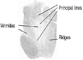 Figure 1. Palm print Features 
