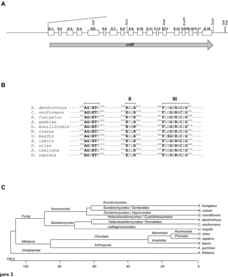 Figure 2Structure of the crtS gene of X. dendrorhous and characteristics of the encoded enzymeStructure of the crtS gene of X