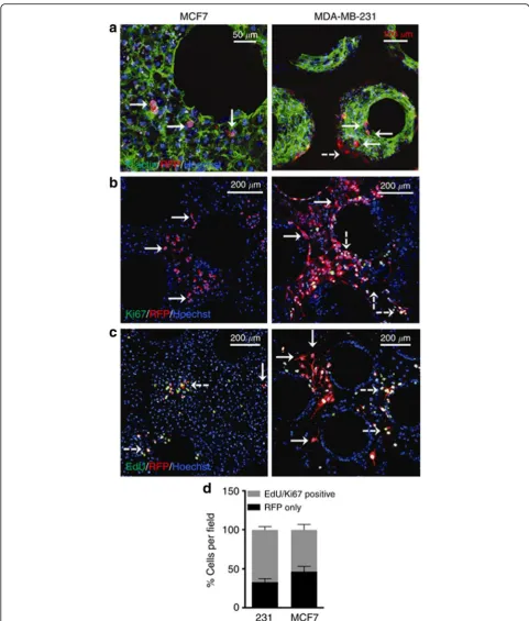 Fig. 2 In a liver chip model, a subpopulation of MCF7 and MDA-MB-231 breast cancer cells underwent growth arrest.and dashed white arrows indicate proliferating cells