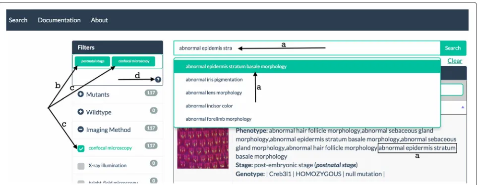 Fig. 3 Query interface with ontology-based search and faceting functionality. Search results for a phenotype (abnormal epidermis stratum basalefacets (morphology) (a) is filtered by development stage (postnatal) (b) and confocal microscopy imaging method (