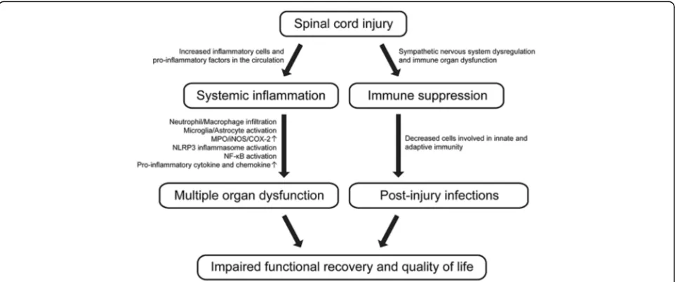 Fig. 1 Schematic diagram of systemic inflammation- and immune depression-associated multiple organ dysfunction following SCI