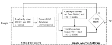 Figure 2Steps involved in the creation of classification parametersSteps involved in the creation of classification parameters