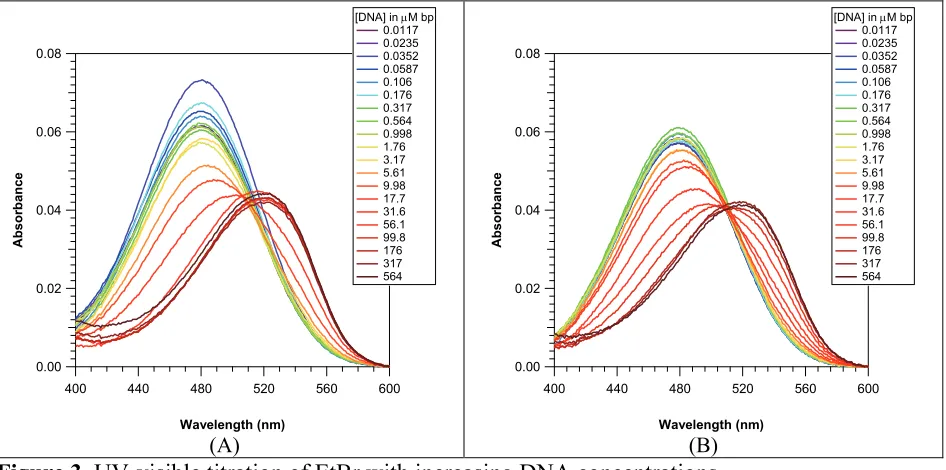 Figure 3. UV-visible titration of EtBr with increasing DNA concentrations 12.9 µM of EtBr was titrated with increasing DNA concentration under 10 mM sodium phosphate buffer (pH 7.0) in the absence (A) and presence (B) of 150 mM NaCl and 260 mM KCl