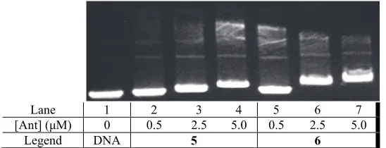 Figure 8. Effect of increasing concentrations of 1 and 2 on the relative gel mobilities of DNA  30 μM bp of pUC19 DNA is titrated with increasing [Ant] under the low salt (10 mM sodium phosphate buffer, pH 7.0) conditions for 1.75 h at 80 V