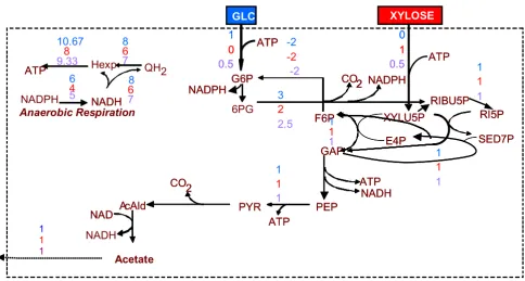Figure 2Optimal flux distribution for maximization of the ATP production ratethe three examined substrate cases (from upper to lower): (a) glucose as single substrate, (b) xylose as single substrate, and (c) Optimal flux distribution for maximization of th