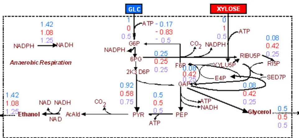 Figure 3Optimal flux distribution for maximization of the ethanol production rateOptimal flux distribution for maximization of the ethanol production rate