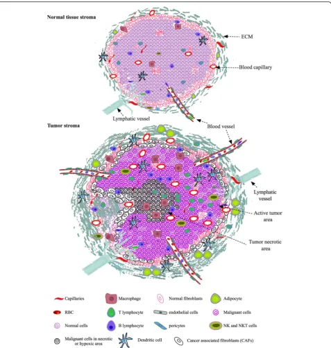 Fig. 1 Normal and tumor tissue stroma. Normal tissue stroma shows normal pattern of cell and ECM organizations with minimal distribution ofimmune cells and regular supply of oxygen and nutrients through blood vessels and capillaries