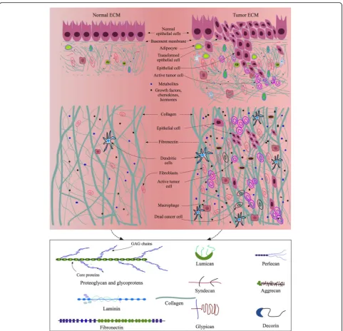 Fig. 2 Normal and tumor ECM components and organizations in epithelial tissues. Native tissue ECM is modified by the activities of the cellsliving within it