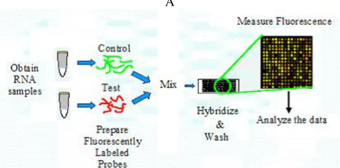 Figure 1(A) Schematic highlighting the major steps in a cDNA microarray experiment [8](A) Schematic highlighting the major steps in a cDNA microarray experiment [8]