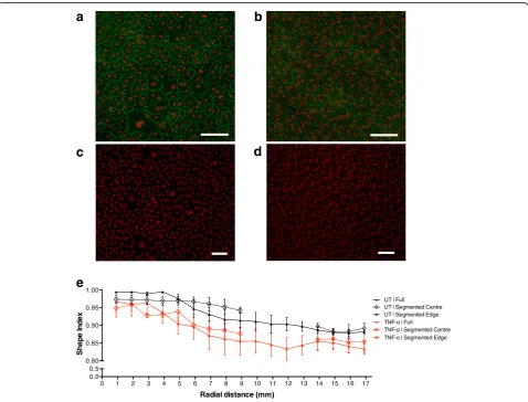 Fig. 4Nuclear (red) stain shows the morphology of sheared HUVEC (significant difference in nuclear Shape Index, indicating roundness, between HUVEC grown in full wells and segmented wells was seen foruntreated or TNF-and (alignment and elongation of cells 