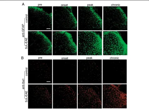 Figure 8 Astrocyte and microglia expression in the spinal dorsal horn of control immunized mice and SJL-PLP139-151 peptideimmunized mice over the time course of the EAE