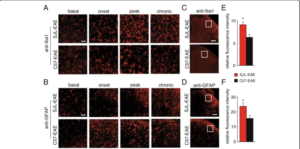 Figure 9 Analysis and quantification of astrocyte and microglia activation in SJL-PLPhorn of SJL-EAE and C57-EAE mice in the chronic phase of the disease