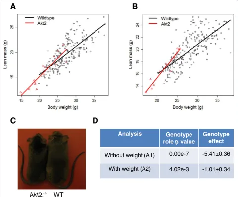 Fig. 3 Example line Akt2, where body weight confuses the phenotype interpretation. Body composition data were collected with dual-energyX-ray absorptiometry at 14 weeks of age for the Akt2tm1e (KOMP) Wtsi/Akt2tm1e (KOMP) Wtsi knockout line on the 129S5/SvE