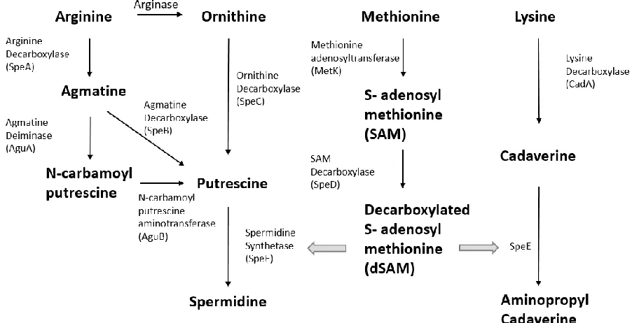 Figure 1.2.1 A schematic diagram depicting the polyamines biosynthesis in E. coli  