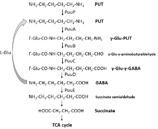 Figure 1.3.2 The putative glutamylation pathway in P. aeruginosa By the sequence annotation of puu genes in E