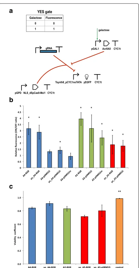 Table S3). Similar to the circuits realized with LmAcrIIA4,the best performance was observed with the biosensorhosting the RGR cassette (A2-RGR), a 3.94-fold average