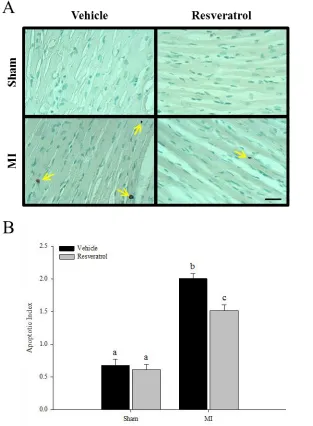 Figure 8. Cardiomyocyte Apoptosis Representative micrographs of cross-sectional area in TUNEL stained sections (A)
