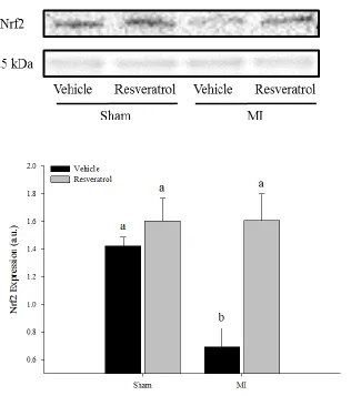 Figure 10. Nrf2 Protein Expression  Representative immunoblot of Nrf2 protein expression and Ponceau S stained membranes