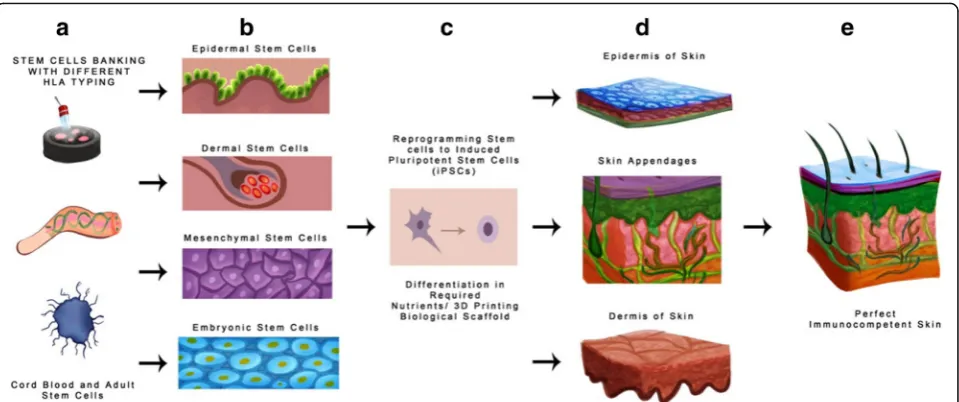 Fig. 3 Strategies to develop immune compatible natural skins substitutes. In the model we discuss the strategy of development of immunocompatible skin by (a) Stem cell banking on the basis of human leucocyte antigen of adult stem cells and umbilical cord