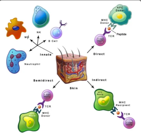 Fig. 1 Allorecognition pathways: Direct pathway is the processwhereby the donor’s MHC molecules on APCs is recognized by theTCRs of recipient’s T cells