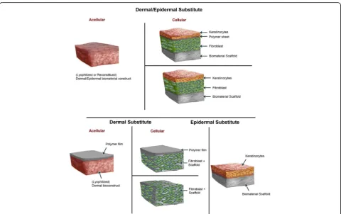 Fig. 2 Bioengineered skin substitutes models. Tissue-engineered skin bio-constructs are either acellular or cellular and are composed of epidermaland/or dermal equivalents most often enclosed into a matrix scaffold of biomaterials