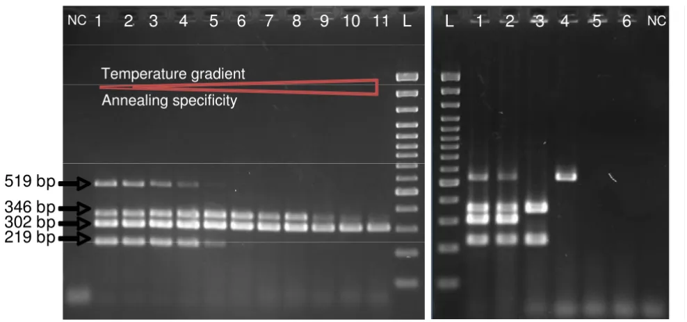 Figure 4Electrophoretic analyses of multiplex PCR amplicons: etpC (219 pb); stx1 (302 bp); stx2 (519 bp); and eae (346 bp)Electrophoretic analyses of multiplex PCR amplicons: etpC (219 pb); stx1 (302 bp); stx2 (519 bp); and eae (346 bp)