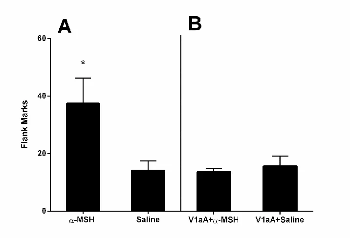 Figure 2.4 Effects of alpha-MSH on odor-stimulated flank marking and 