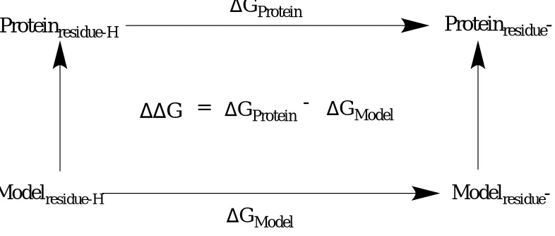 Figure 1.1 Thermodynamic cycle involving proton binding and release. The change in Gibb’s free energy of the deprotonation process of a protein residue is compare to 