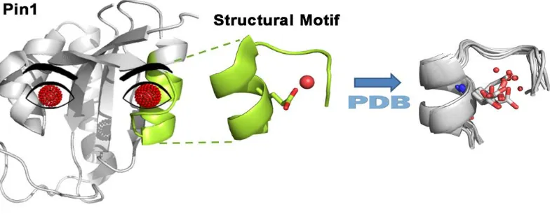 Figure 1.6 Localized conserved water molecules found in Pin1.  Wat1 at site 1 was alluded to be highly localized in comparison to wat2 at site 2 which was suggested to exchange with the water molecules from the solvent