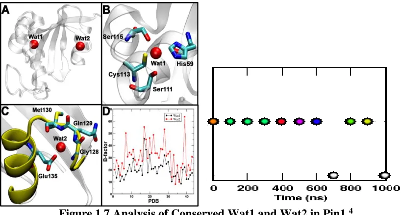 Figure 1.7 Analysis of Conserved Wat1 and Wat2 in Pin1. Panel A displays the location of site 1 and 2 with their corresponding waters in Pin1