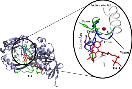 Figure 2.2 The three dimensional structure of the enzyme is shown in ice blue cartoon display