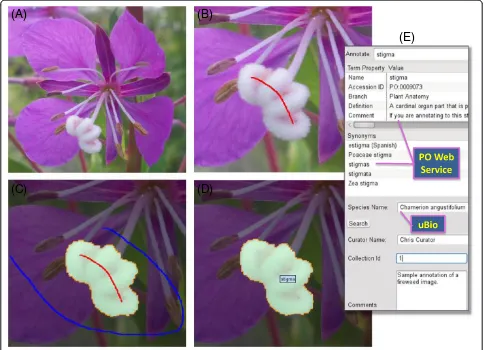 Figure 1 Screenshots of AISO demonstrating the segmentation process. (A) Open an image file in AISO (e.g