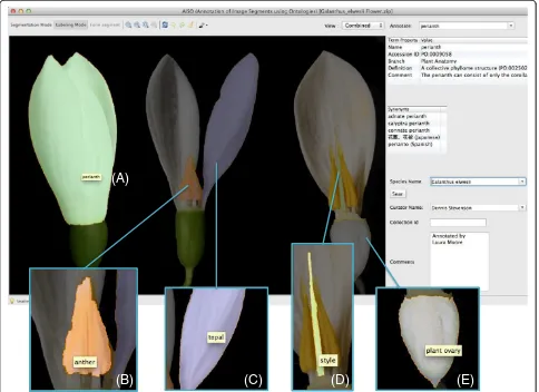 Figure 2 Screenshots and insets of AISO displaying annotated segments ofovarysegments are Galanthus elwesii (giant snowdrop) flowers