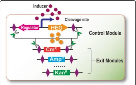 Fig. 2c, we found that 1 mM L-arabinose induced a