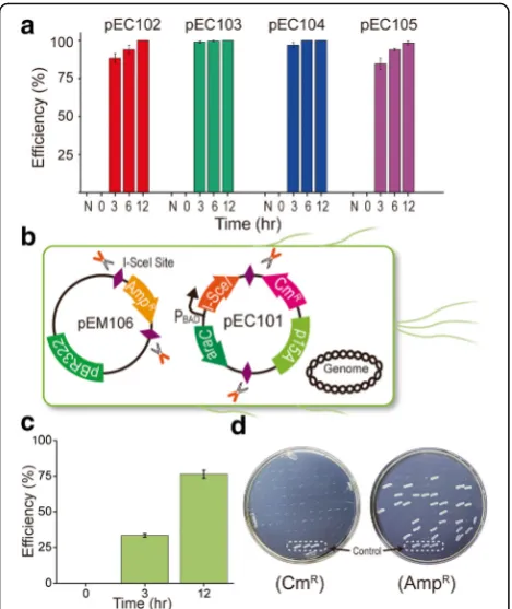 Fig. 3 Validation of the EXIT circuit with different plasmid replicationorigins and simultaneous plasmid elimination