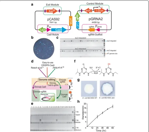 Fig. 4 Construction and application of the easy-to-use CRISPR-Cas9 system. a Plasmid maps for the new easy-to-use CRISPR-Cas9 system