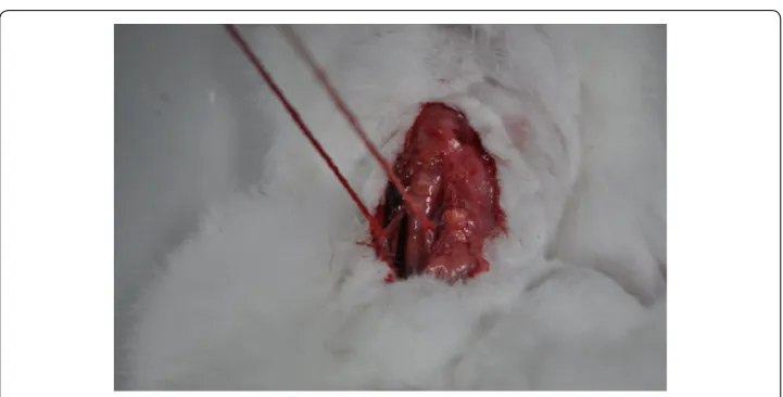 Fig. 4 Bilateral common carotid artery in a rabbit