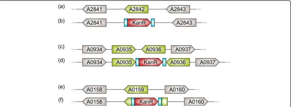 Fig. 1 Schematic representation of the construction of neutral integration site strains