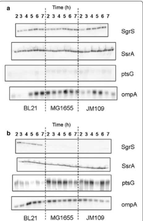 Fig.  2b. It is obvious that SgrS expression minimized the negative effect of acetate accumulation on the cell growth, the low production of acetate without affecting 
