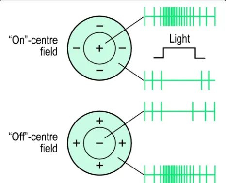 Figure 4 Off-centered and on-centered neural receptive field andcorresponding spike trains