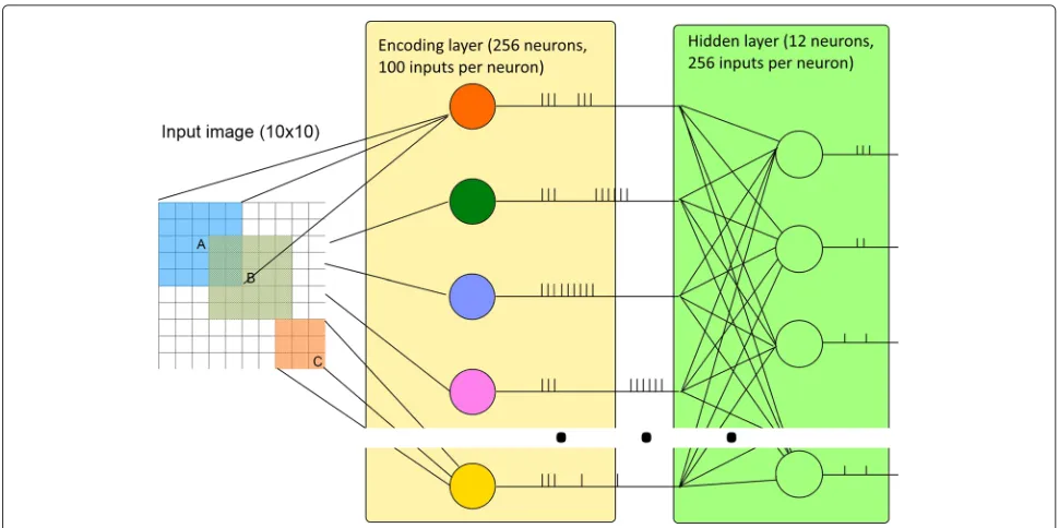 Figure 8 Network structure used in the simulation. Input space of 10 × 10 is converted into a spike train by a matrix of 10 × 10 input neuronswith 5 × 5 receptive field