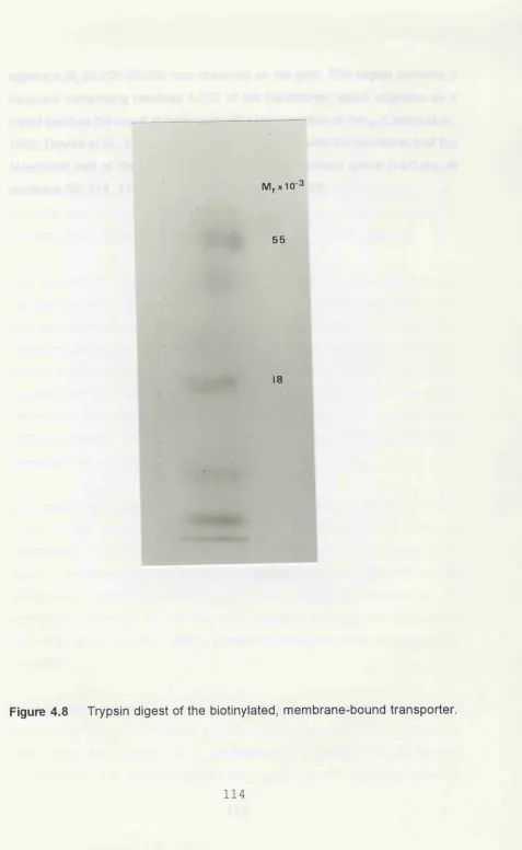 Figure 4.8 Trypsin digest of the biotinylated, membrane-bound transporter.