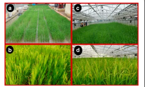 Fig. 1 Phenotyping of Fheat stress conditions at ICAR-IIWBR. (At vegetative stage under non-stress condition inside controlledenvironment structure with roof top open (non-stress condition (heat stress for 10 days in controlled environment structure with r