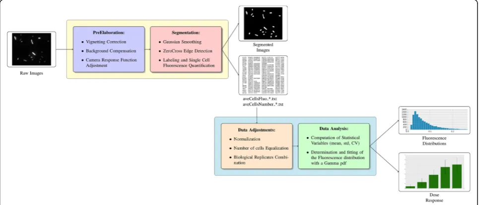 Fig. 1 Flowchart representing the image analysis pipeline implemented in our algorithm