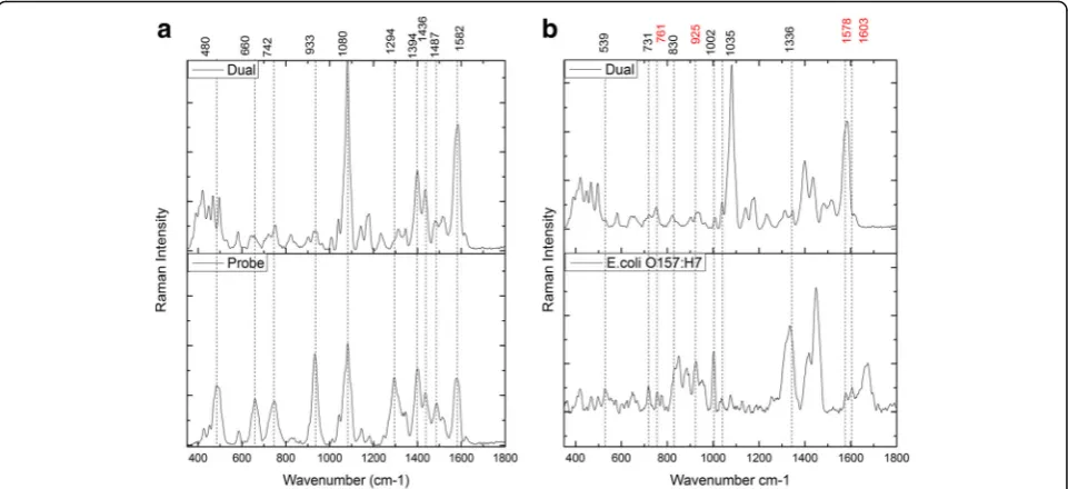 Table 1 Band assignment of E.coli O157:H7 featured peaksshown in multiple self-referencing SERS measurement