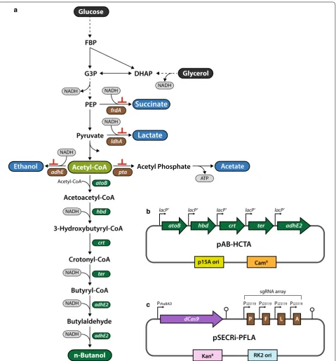 Fig. 1 CRISPRi system design and construction for reducing byproduct formation in engineered nose‑inducible promoter  (Pgene; Crt, crotonase; DHAP, dihydroxyacetone phosphate; FBP, fructose 1,6‑bisphosphate; FrdA, fumarate reductase; G3P, glyceraldehyde 3‑