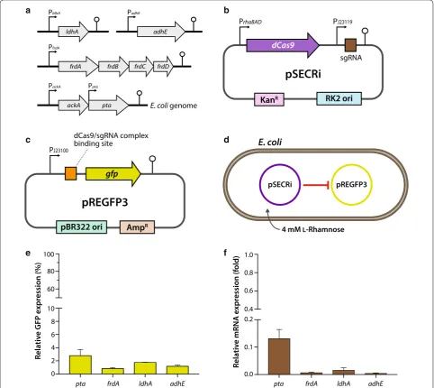 Fig. 2 Schematic description of CRISPRi‑mediated repression of endogenous genes involved in byproduct formation