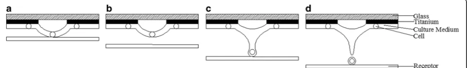 Fig. 12 Cell (s) transferred with one laser pulse, a an individual cell transferred with a bump jet or narrow jet, b two cells transferred with wild jetgenerated by pulse energy of 4 μJ, c three cells transferred with a wild jet generated by pulse energy of 8 μJ