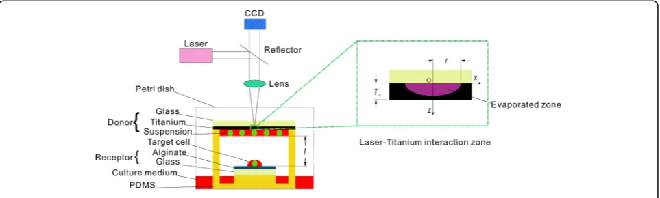 Fig. 1 Schematic of single cell transfer with LIFT